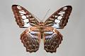 parthenos sylvia